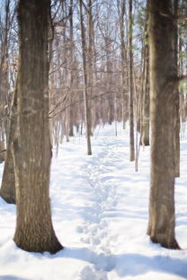 kaiyun开云·官方网站-世界青少年雪地徒步挑战赛在东北热情开跑,雪地徒步穿越