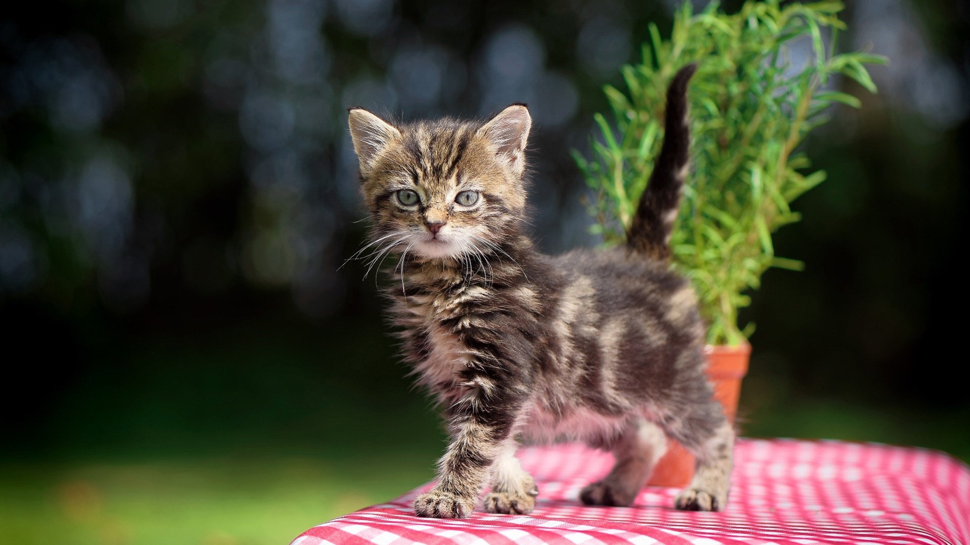 开云网址-波兰队未来发展:通过选手轮换与策略调整增强战术灵活性,波兰队实力如何